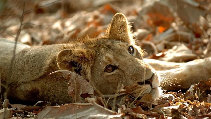 Lioness Kills Child in Gujarat Attack