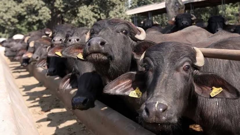 Rabies Scare: Buffalo Milk Panic Grips Gujarat Village
