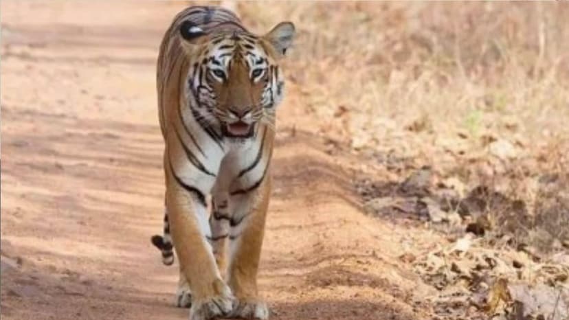 Gujarat Roars Back: Tiger Returns After 33 Years!