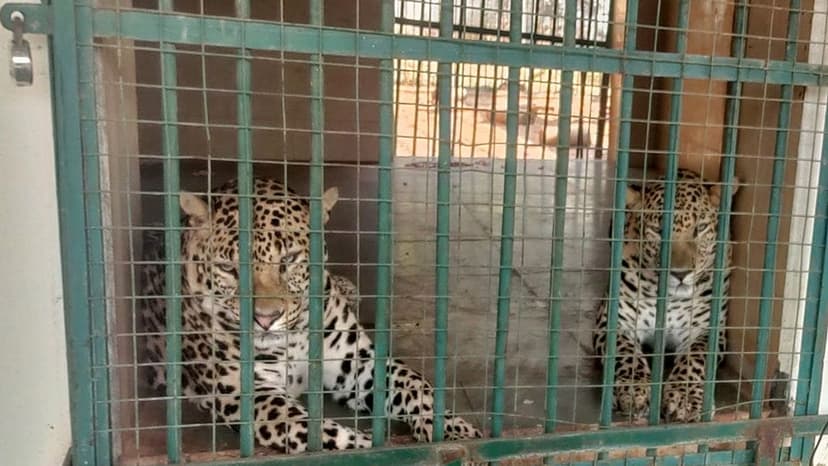 Rising Human-Leopard Conflict in Gujarat