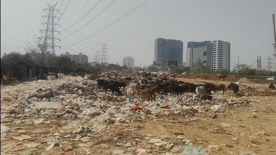 Gurugram Dumping Ground Lacks Basic Walls, Attracts Pests