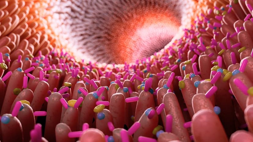 Gut Health Linked to Alzheimer's Inflammation