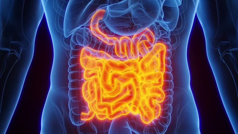Gut Neurons Control Movement and Sensation
