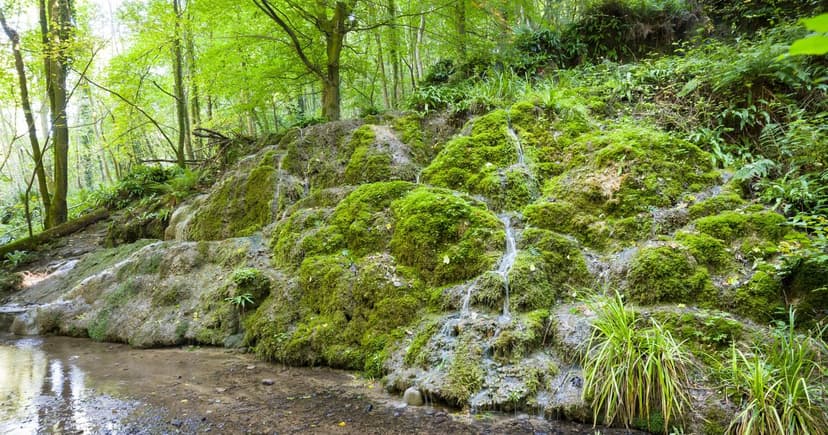 Hackfall Woods: Yorkshire's Secret 18th Century Landscape