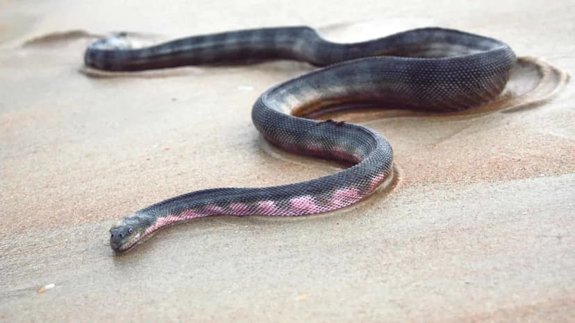Harpy Eagle: The Rainforest's Fiercest Predator
