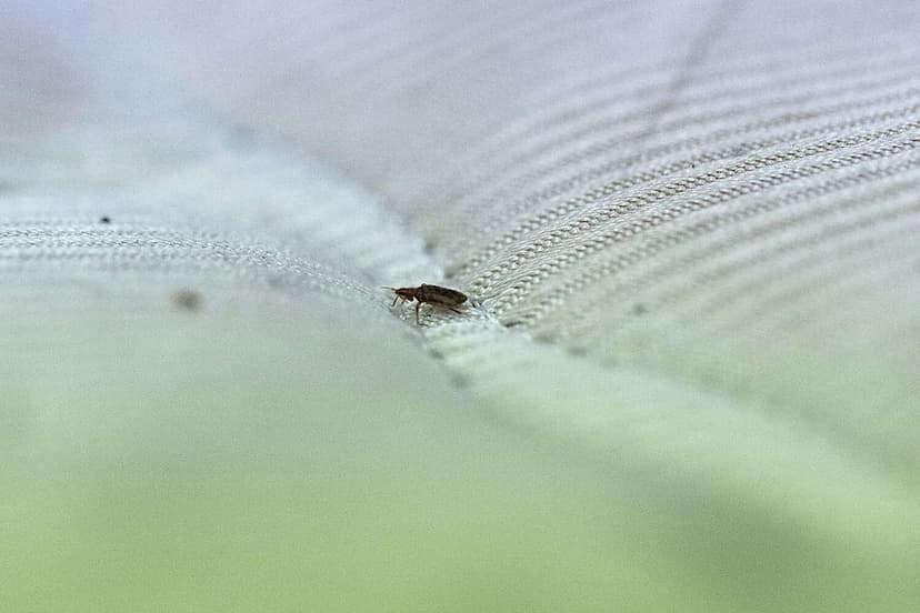 Hartford Climbs Bed Bug Ranks