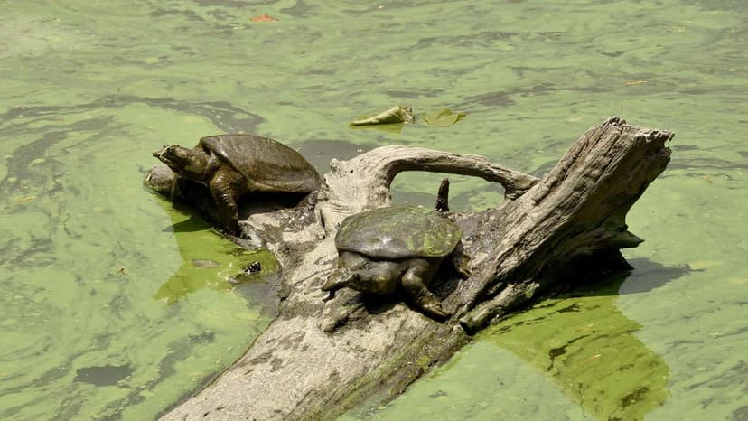 Haryana turtles flee toxic pond, face road peril