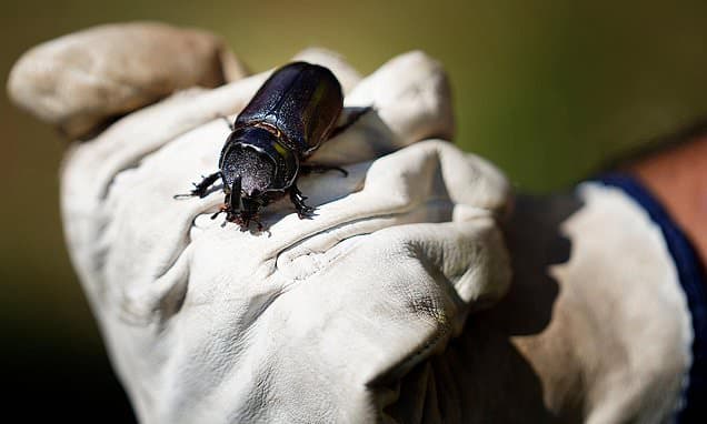 Maui and Molokai on Alert for Invasive Beetle
