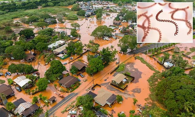 Deadly Bacteria Lurks in Hawaii Floodwaters