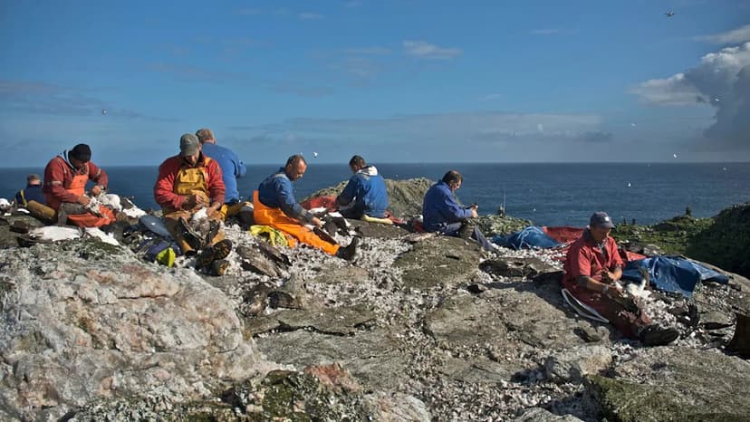 Ancient Seabird Hunt Faces Modern Opposition