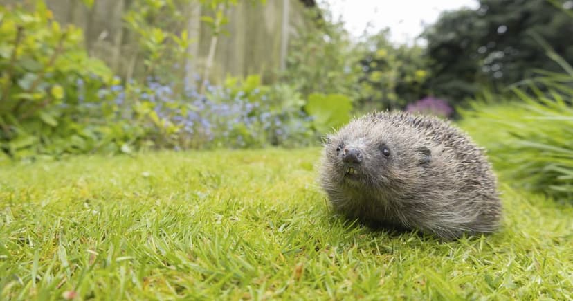 UK Hedgehogs: Garden Pesticides Threaten Extinction