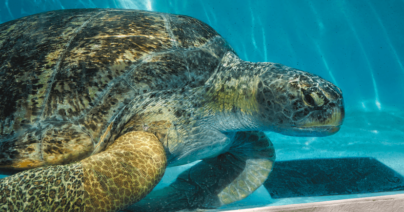 Help Save Meatloaf: Injured Sea Turtle's Fight for Recovery