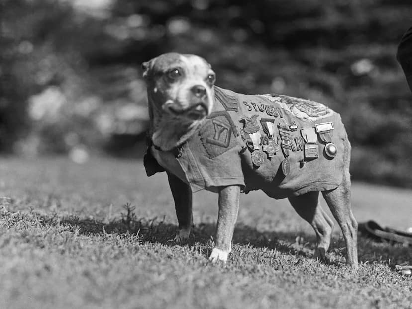 Animals to the Rescue: Unlikely Heroes Save Humans