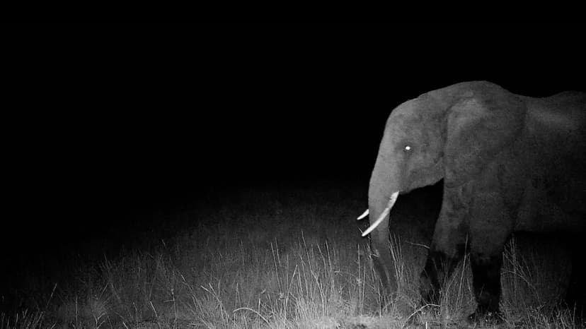 Werner Herzog Explores Angola's Legendary Ghost Elephants