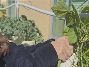 High School Farmers Grow Produce to Feed Hungry Families