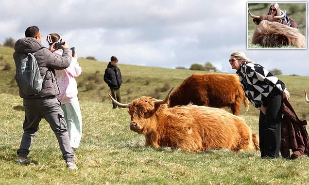 Selfie Tourists Dangerously Close to Highland Cows