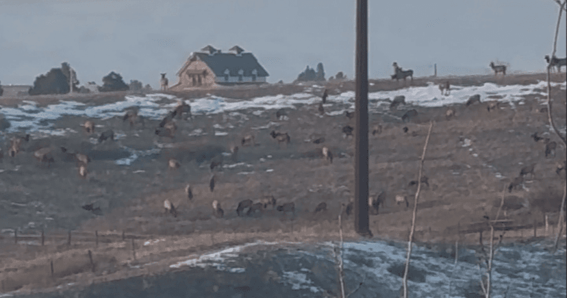 Equestrian Dreams Clash with Open Space Views