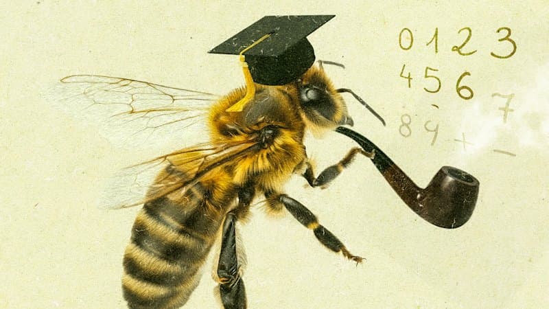 Bees Can Count? New Study Reveals Amazing Math Skills