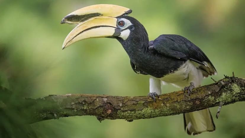 Chhattisgarh Forests Become Hornbill Havens
