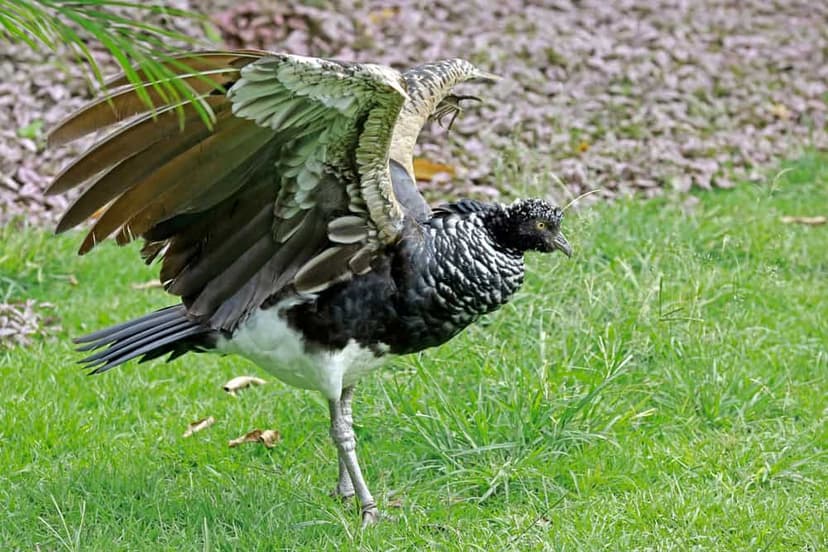 Birds With Built-In Wing Weapons