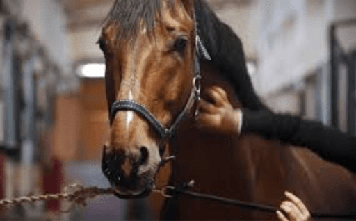 Horse Handler Jailed 2 Years for Girl's Death