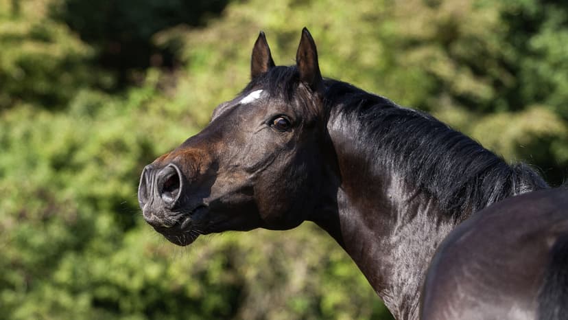 Horses Whinny Like Singing Whistles