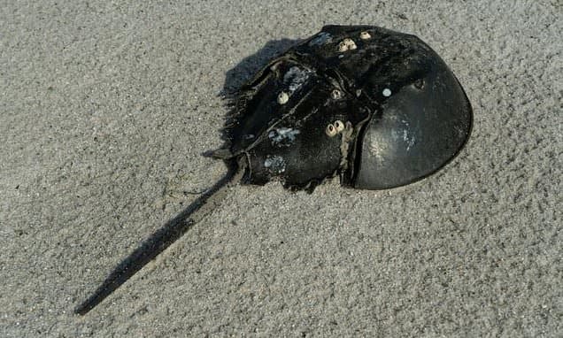 Ancient Crabs Face Extinction Over Biomedical Blood Harvest