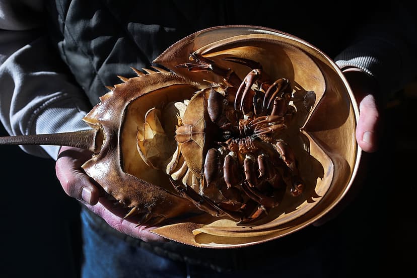 Crab Blood Crucial for Medicine, But At What Cost?