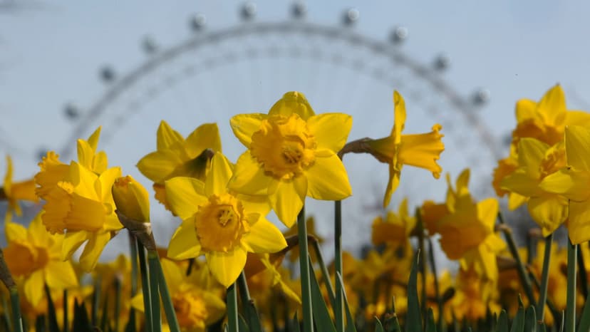 UK Blooms After Hottest February Day Since 2019!