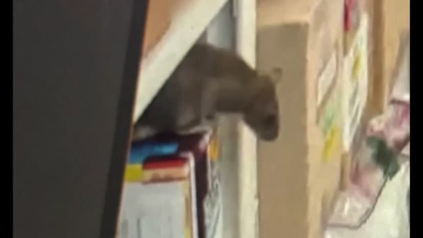 Houston Police Ratgeddon: Drugs and Vermin Collide