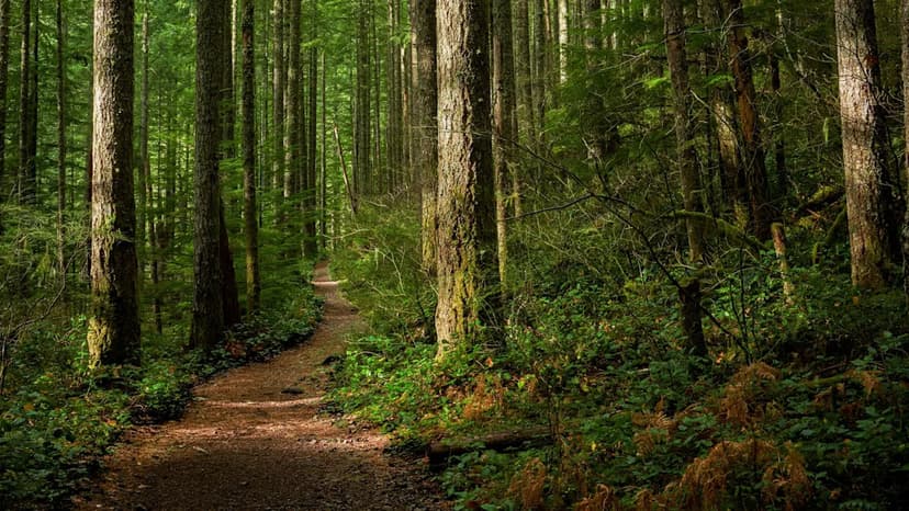 Elusive Marten Study Reveals Forest Threats