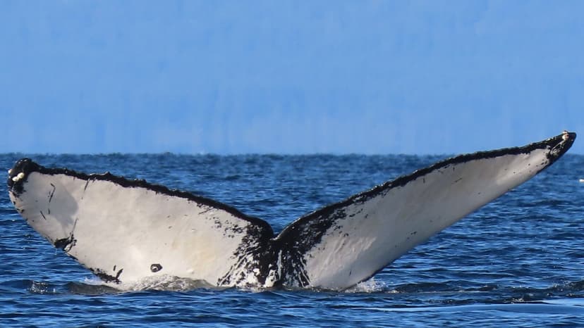 Humpback Whale Deaths Raise Alarm Over Vessel Collisions in British Columbia