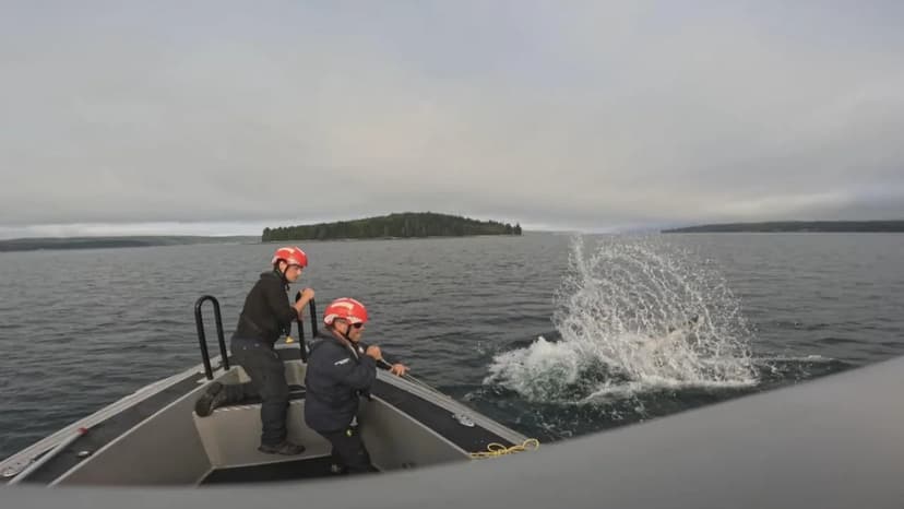 Whale Entanglements Surge as Cold Waters Disappear