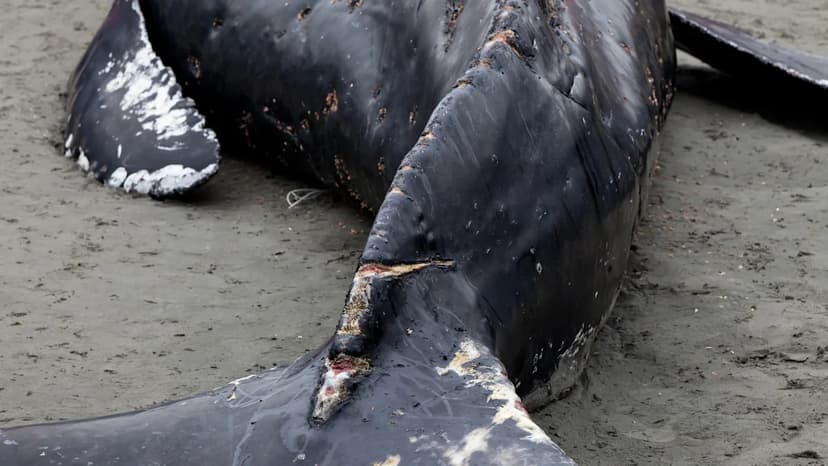 Humpback Whale Euthanized After Oregon Coast Stranding