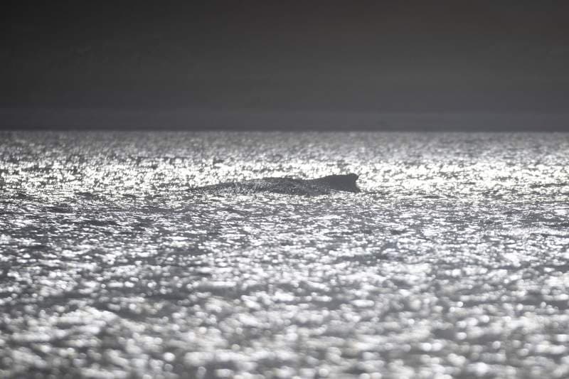 Humpback Whale Battles for Survival in Shallow Waters