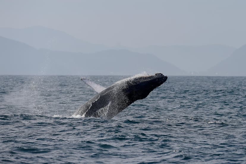 Whale Watching Booms as Humpbacks Recover