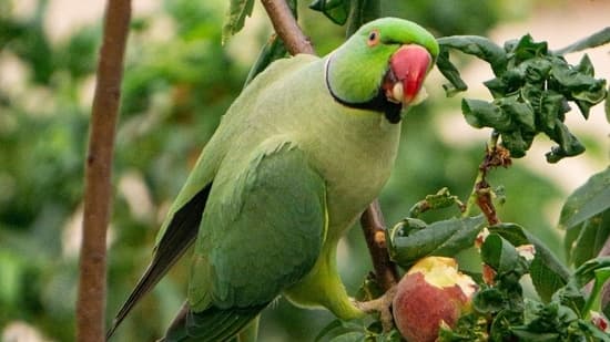 Parrot Massacre: Food Poisoning Kills Hundreds by River