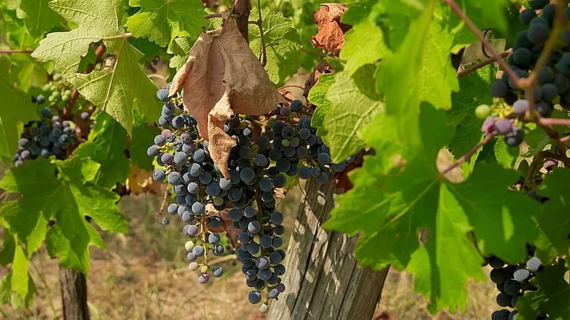 Hungary's Wine Harvest Shrinks Amidst Severe Drought