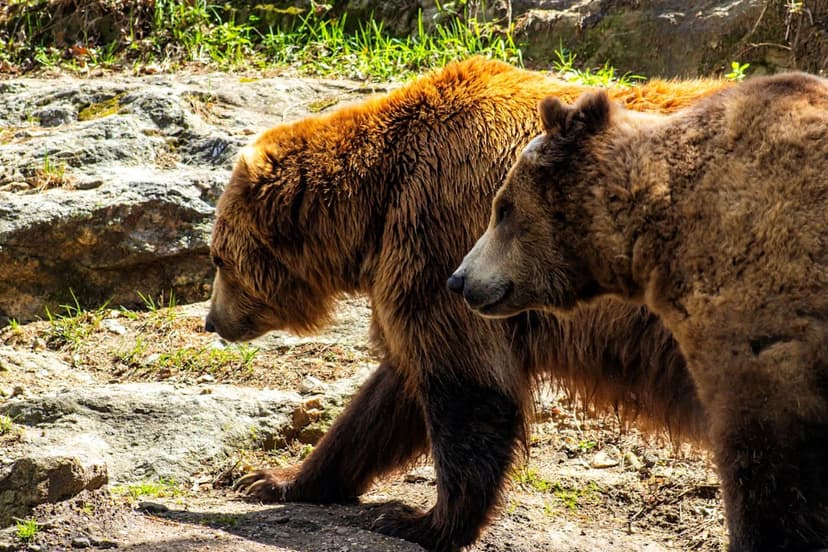 Hunters Narrowly Escape Grizzly Attacks in Montana Ahead of Hibernation