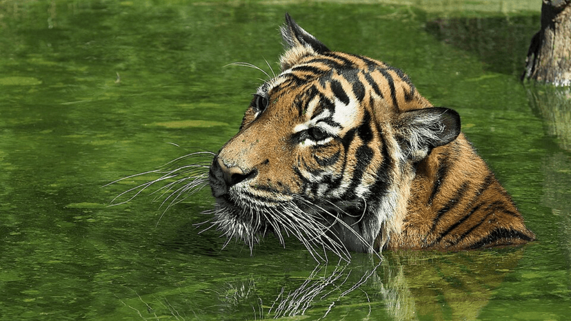 Tiger Corridor Approved Despite Wildlife Concerns