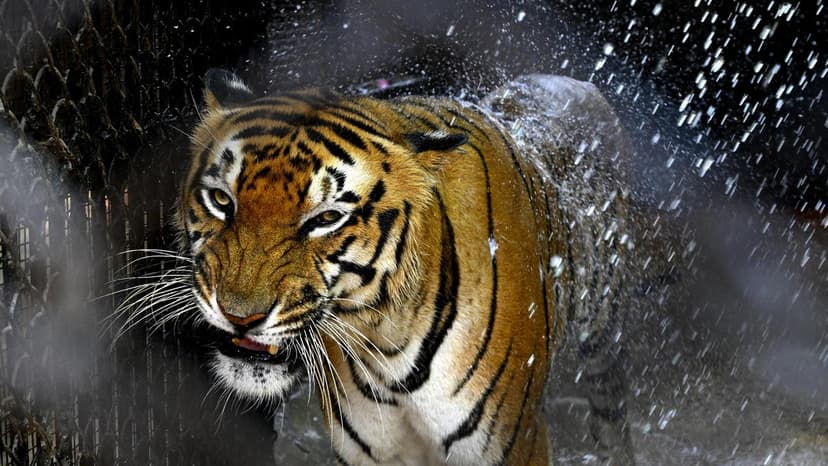 Big Cats Unite: World Declaration for Conservation