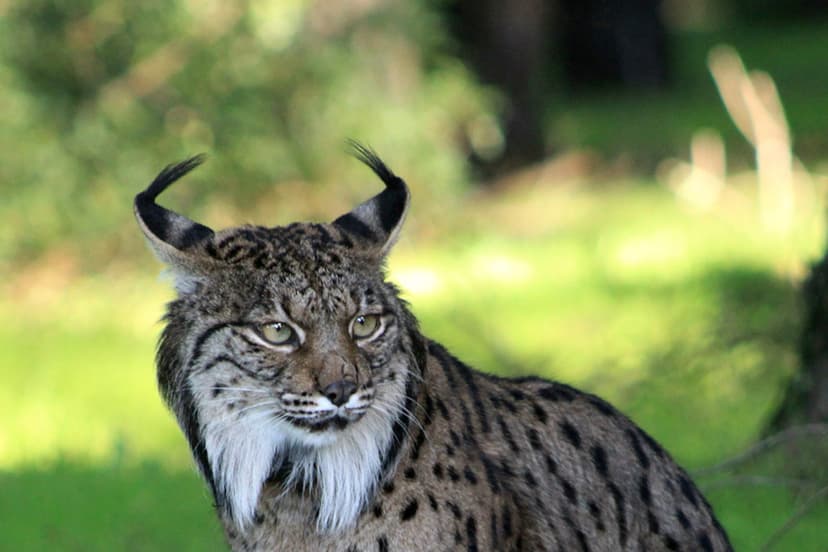 Lynx Roars Back: Spain's Elusive Cat Saved from Brink