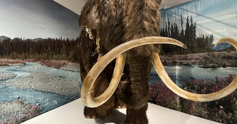 Ice Age Hunters Targeted Female Mammoths