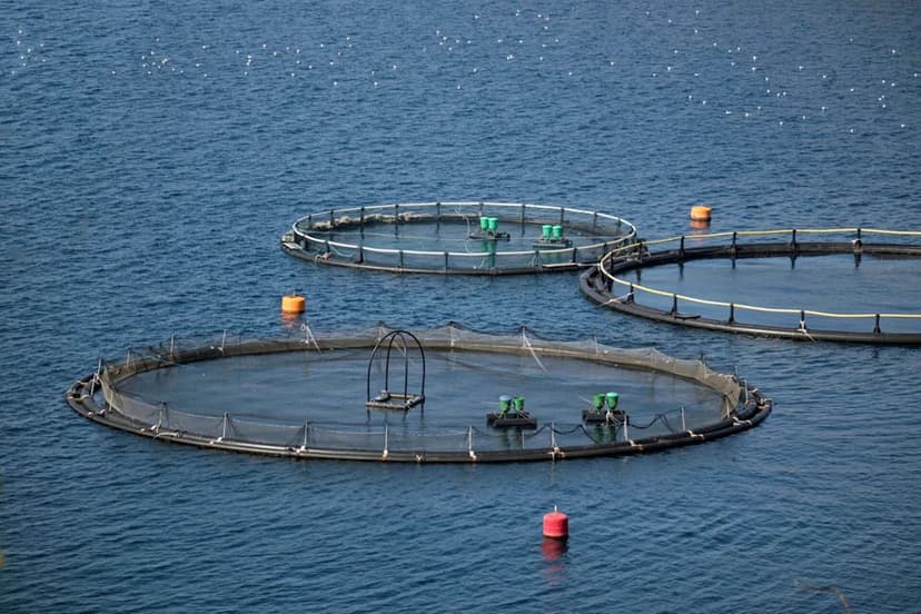 Thousands of Farm Salmon Escape, Threatening Iceland's Wild Species