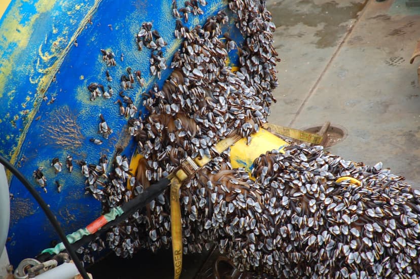Idle Ships Spawn Marine Invasion Super-Spreader