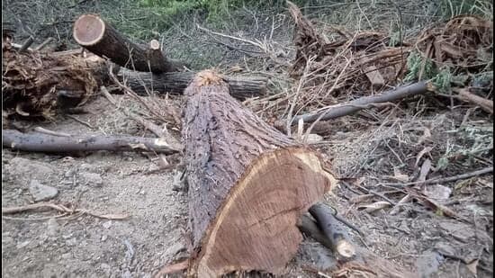 Green Cover Threatened by Illegal Tree Cutting