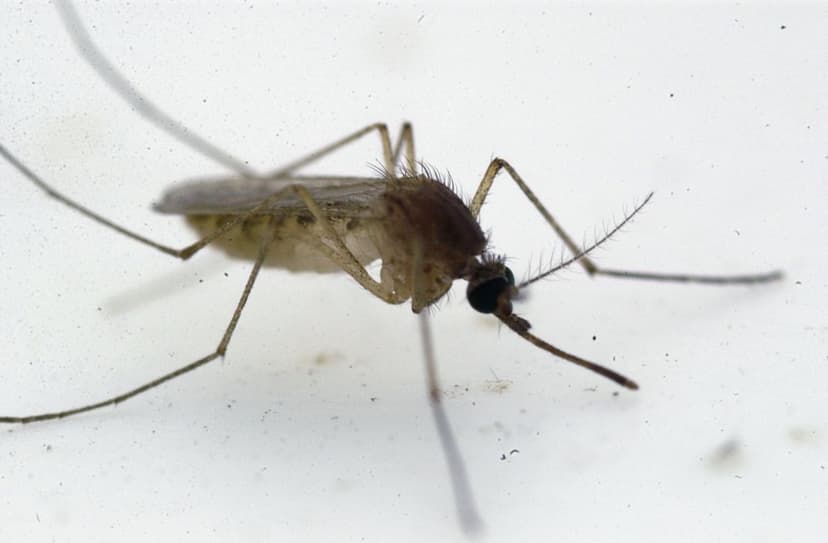 Illinois Reports First West Nile Death of Year
