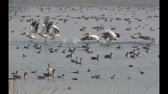 India Gains 2 New Wetlands: Patna Bird Sanctuary Joins Ramsar List
