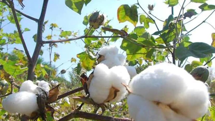 Cotton Crop Upgraded: Maharashtra Leads Surge