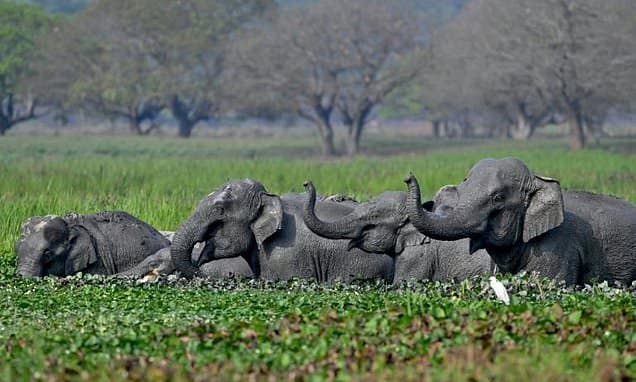 Wild Elephant Rampage: 20 Dead in Jharkhand Hunt